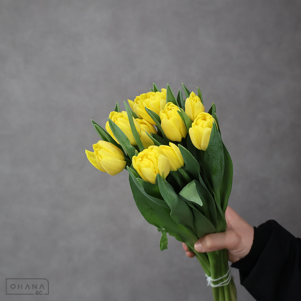 チューリップ　カデンツァ