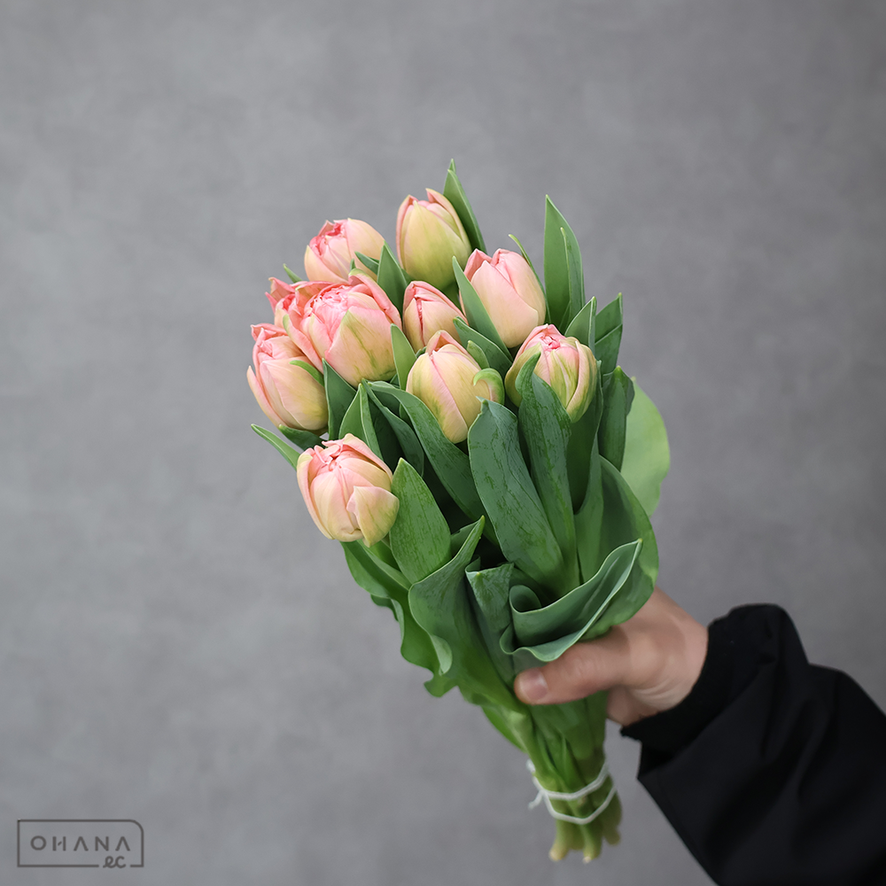 チューリップ　タイワン