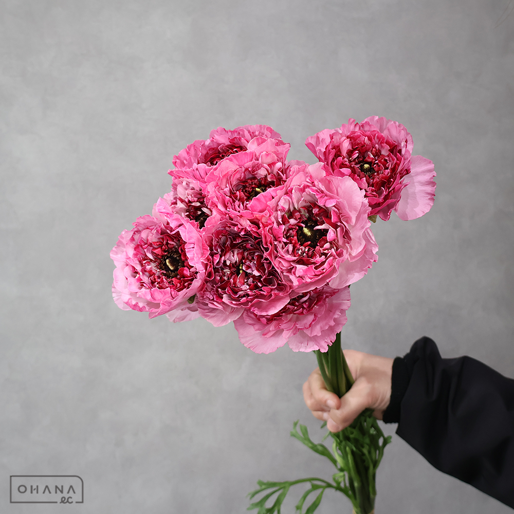 ラナンキュラス　シャルロット