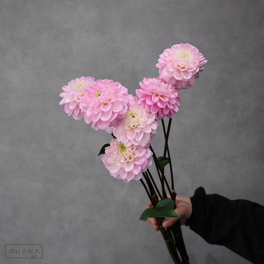 ダリア　オズの魔法使い※花小さめ