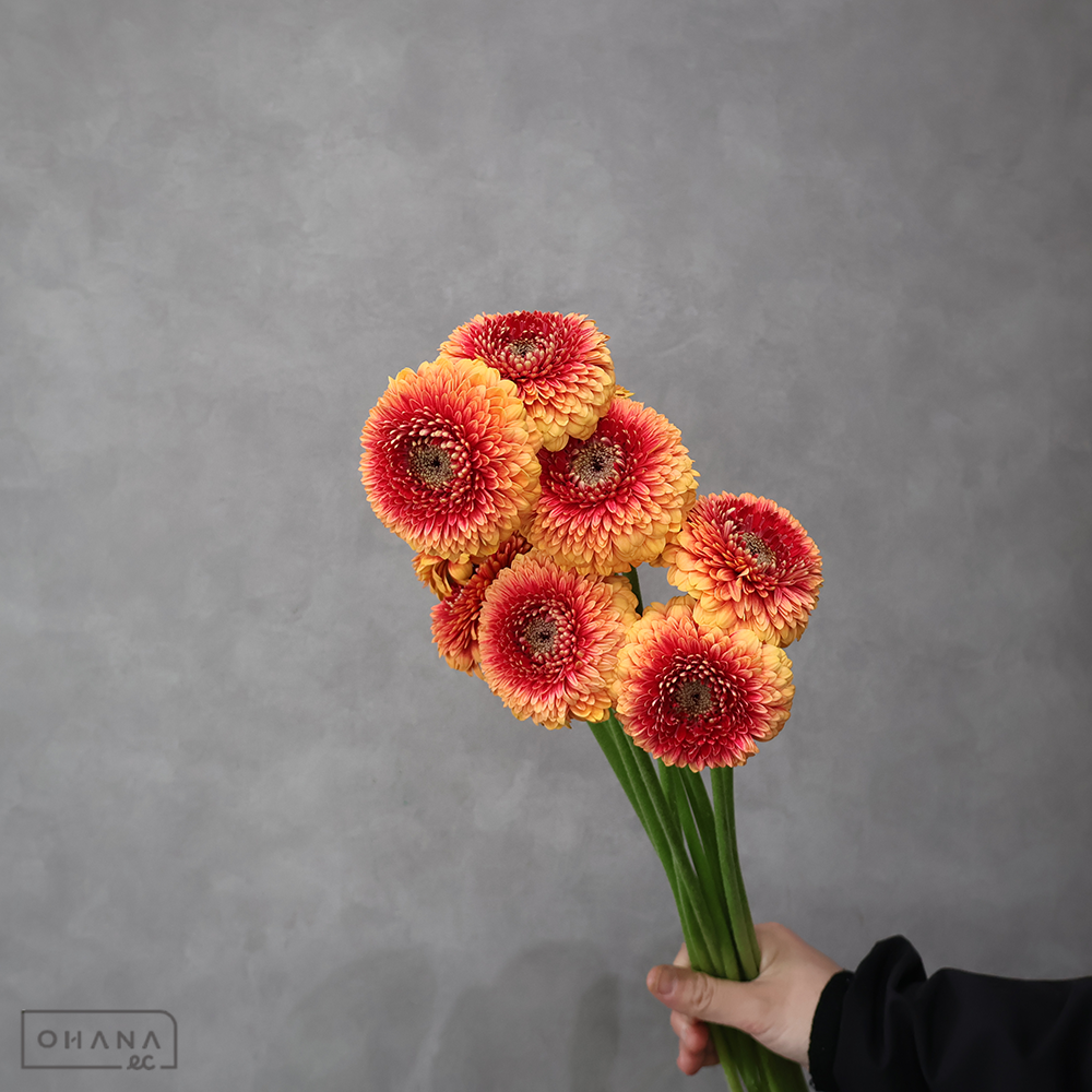 ガーベラ　ビーカー