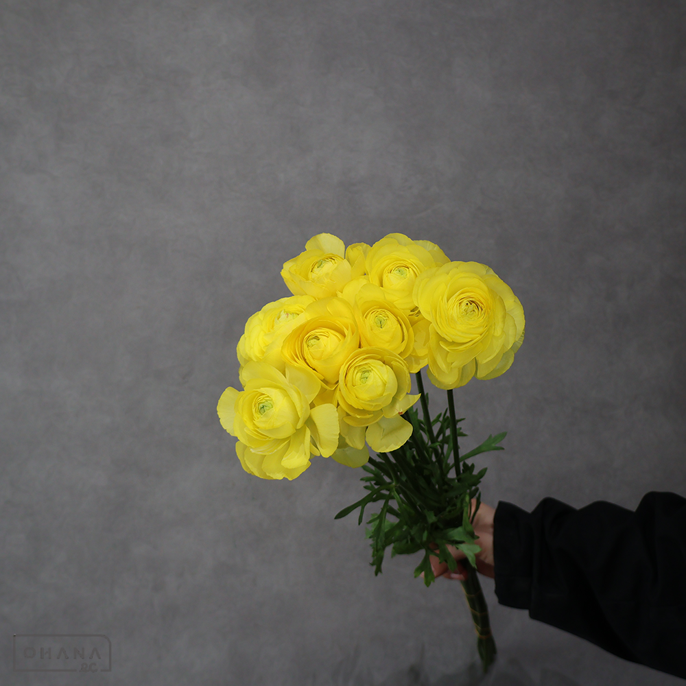 ラナンキュラス　サントロペ