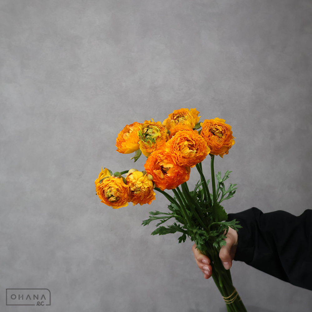 ラナンキュラス　ひなた