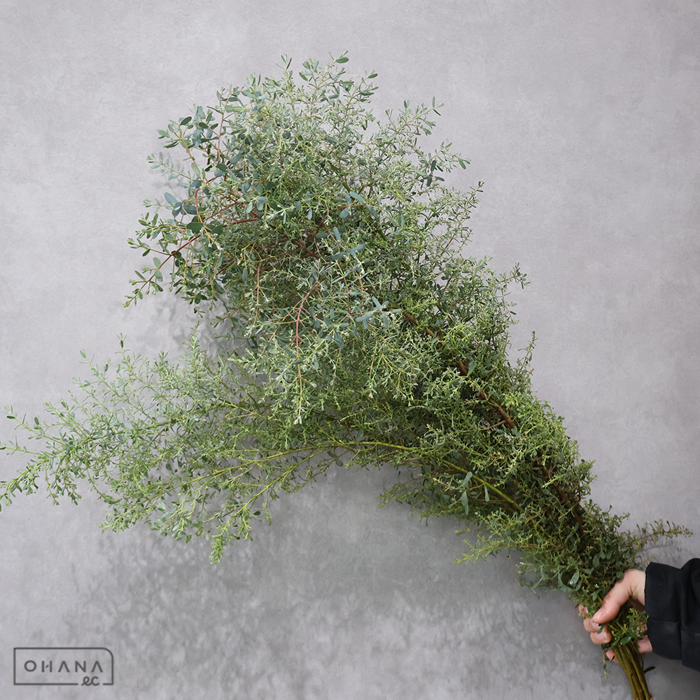 ユーカリ　フランスブルー   80CM