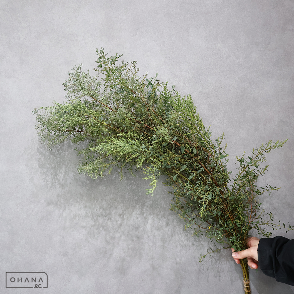 ユーカリ　フランスブルー   70CM