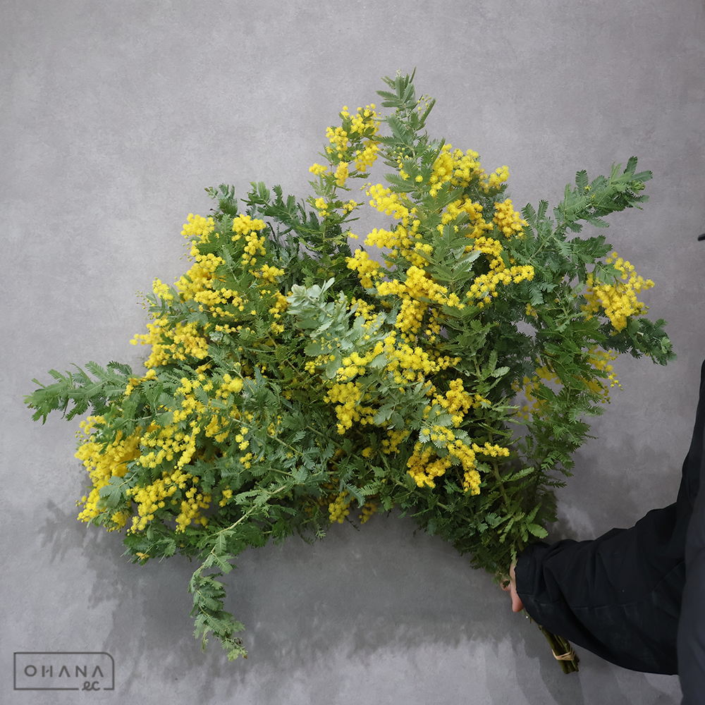 アカシア　ギンヨウアカシア（ミモザ）秀咲70CM