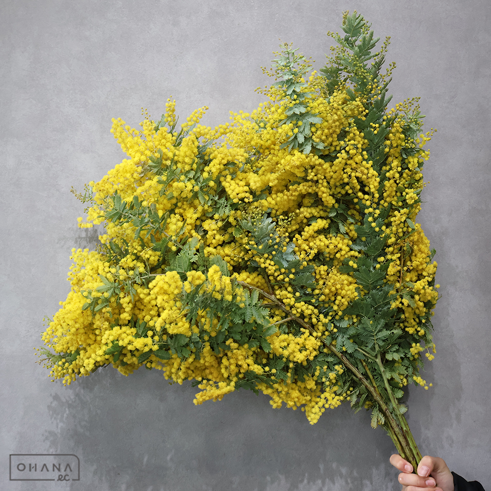 アカシア　ギンヨウアカシア　枝80CM※3本束