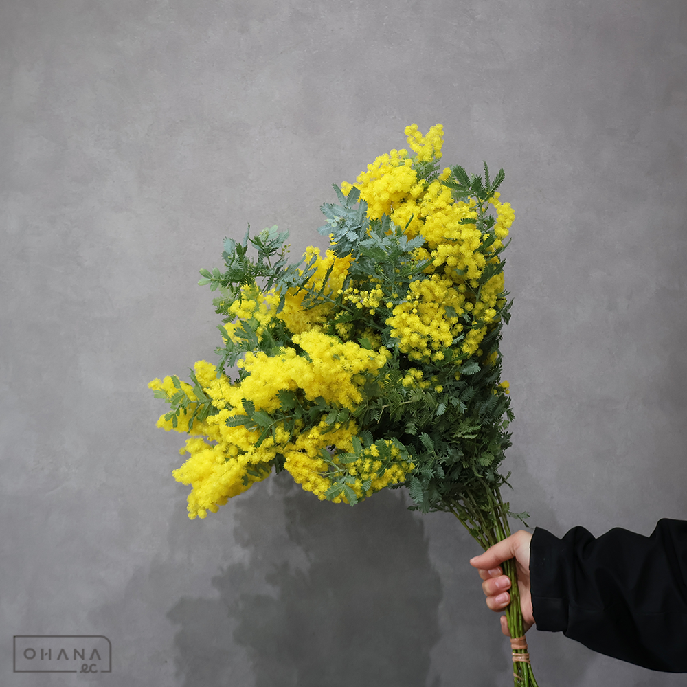 アカシア　ミモザアカシア　50CM