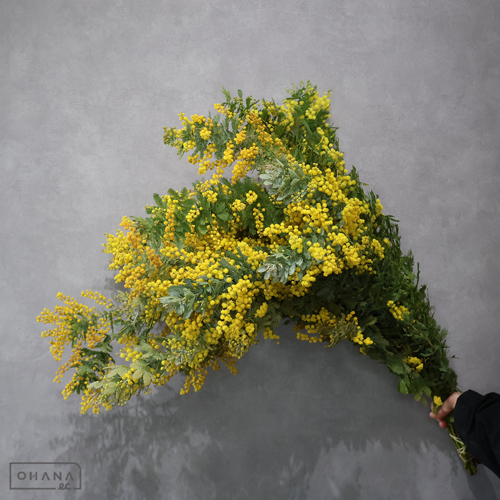 アカシア　ギンヨウアカシア 70CM