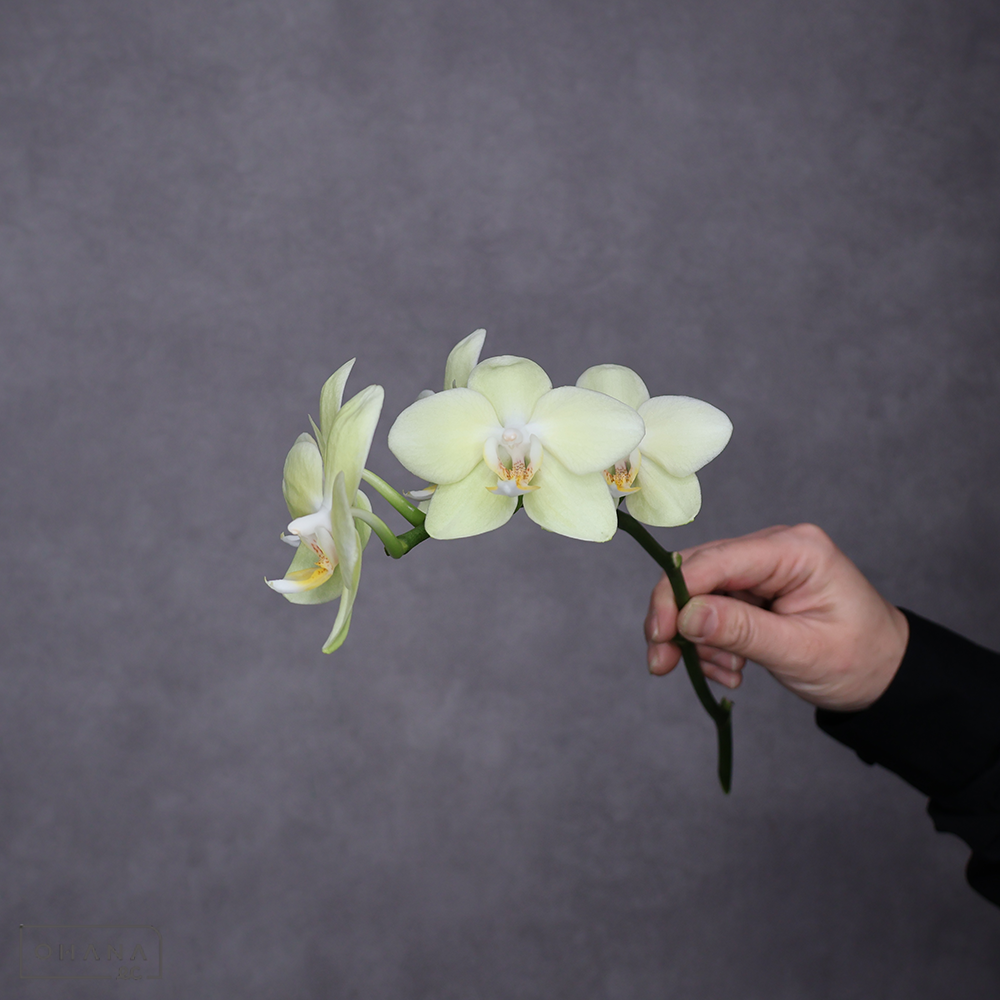 ミディコチョウラン　リトルゴールド　秀