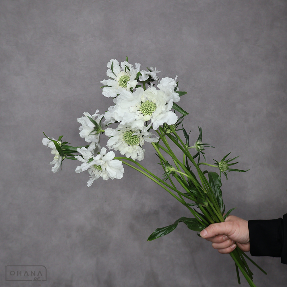 スカビオサ　アルバ　優 40cm