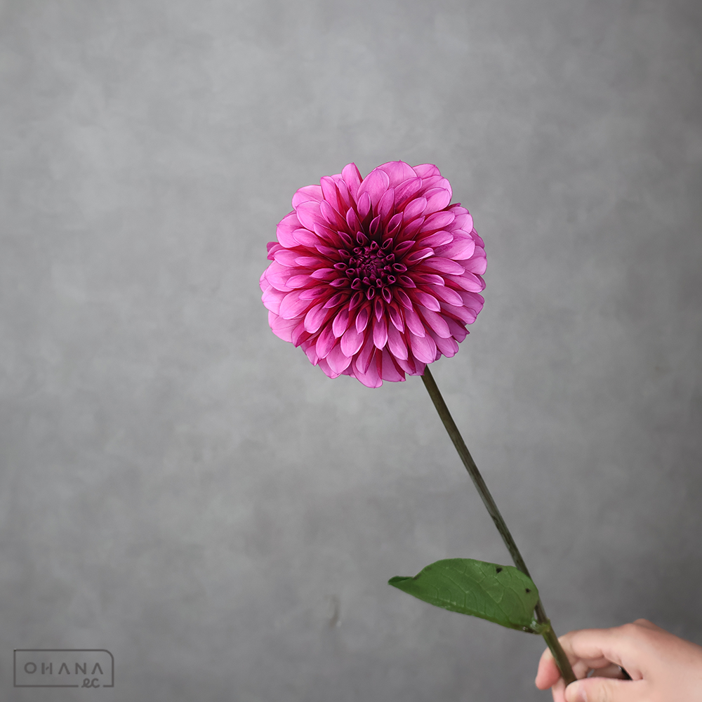 ダリア紫　ダークナイト　秀優 70-60