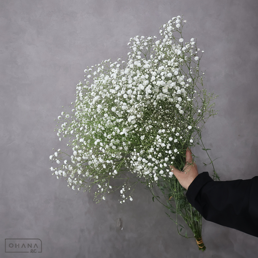 カスミソウ　ベールスター　秀 Ｌ