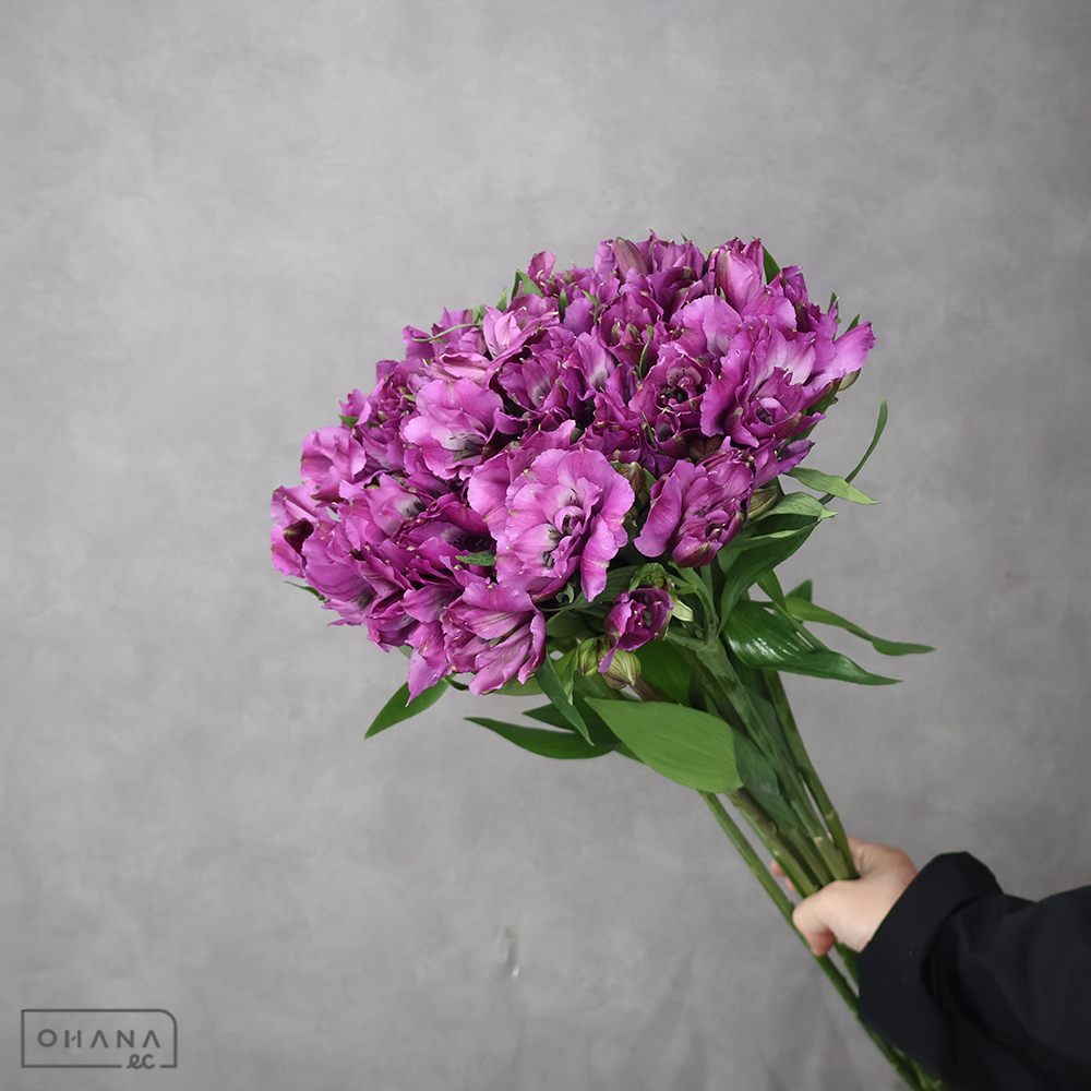 アルストロメーリア　ブルーオーシャン　Ａ 80cm