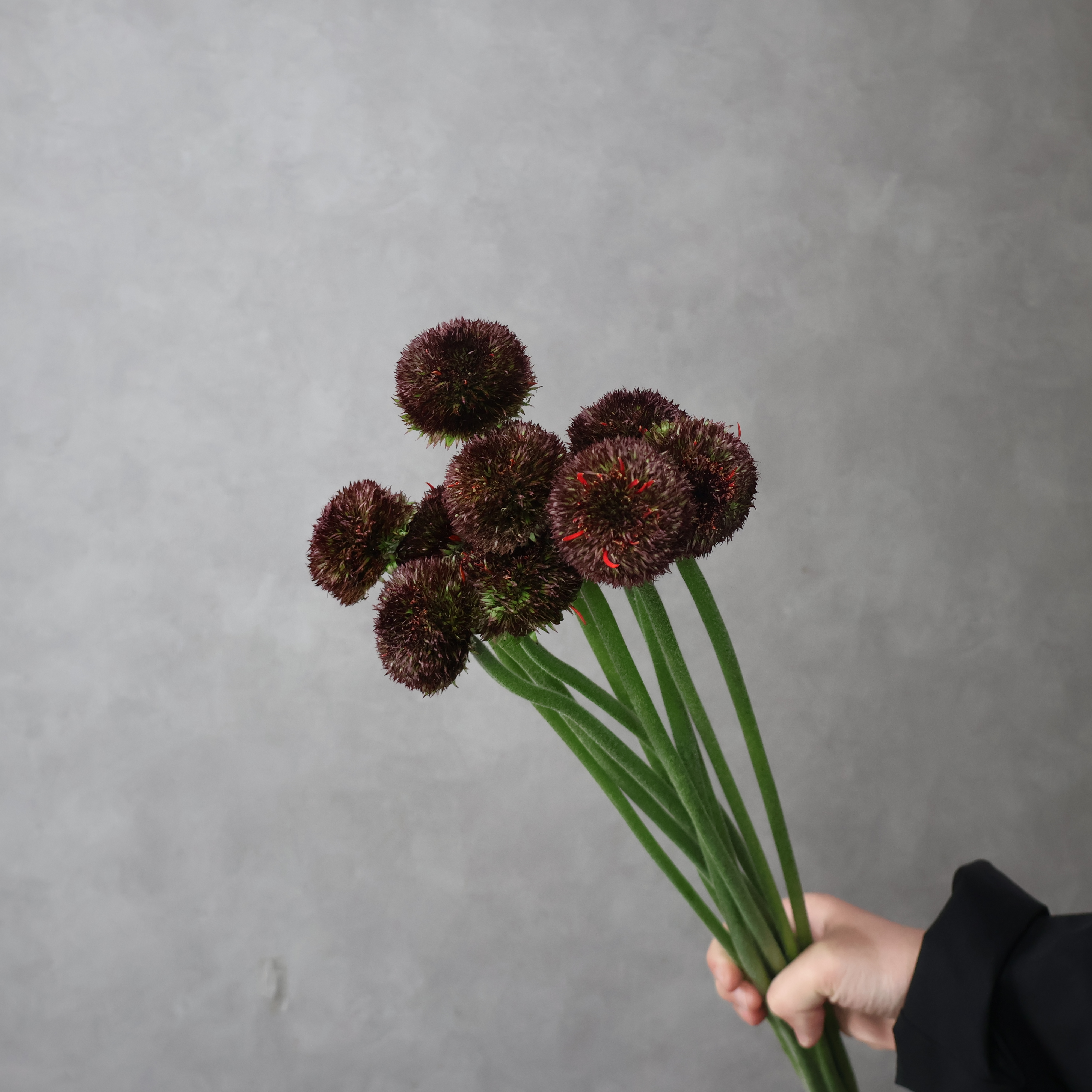 ガーベラ　マリモダーク　秀 50cm