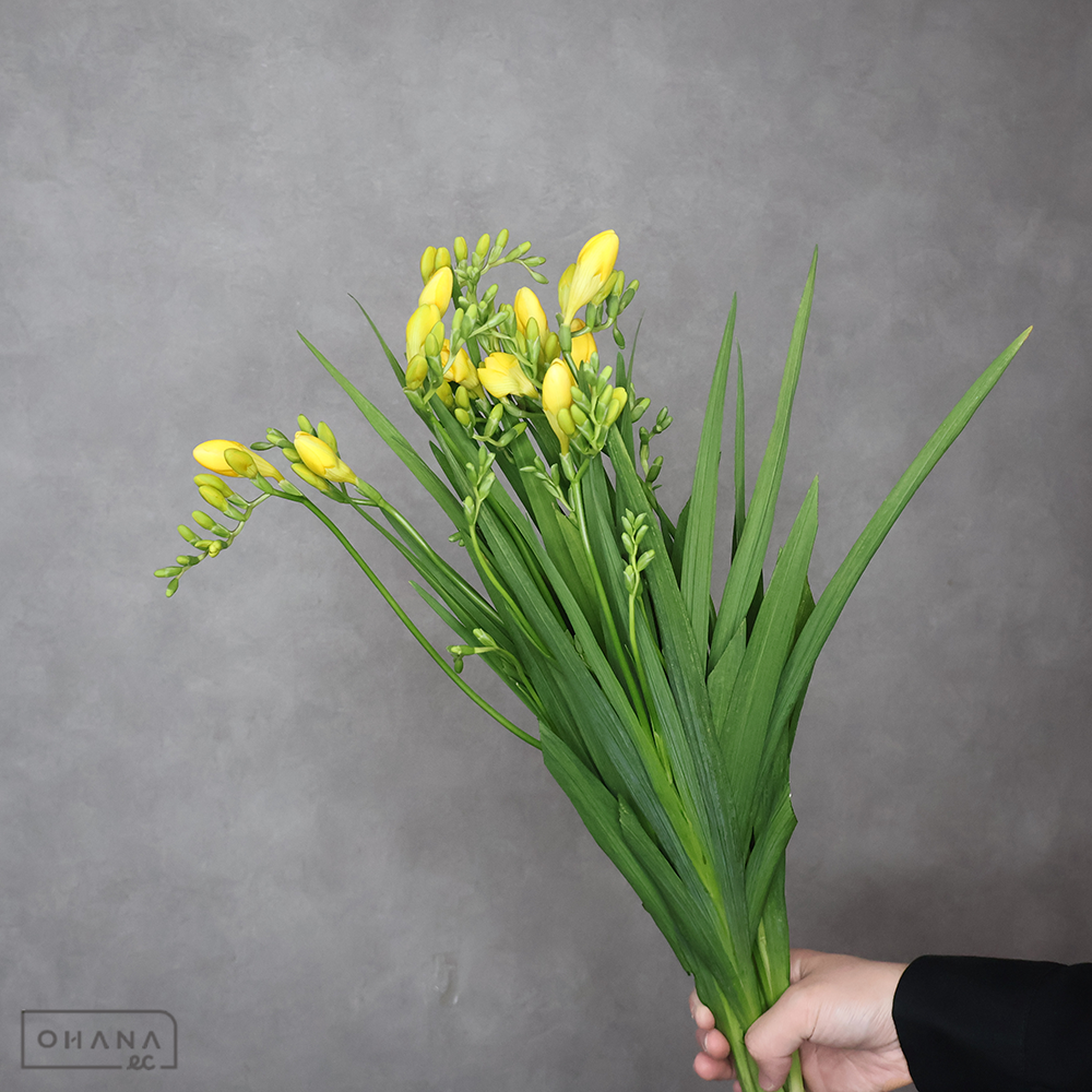 フリージア　アラジン　 50-45 ※15本束