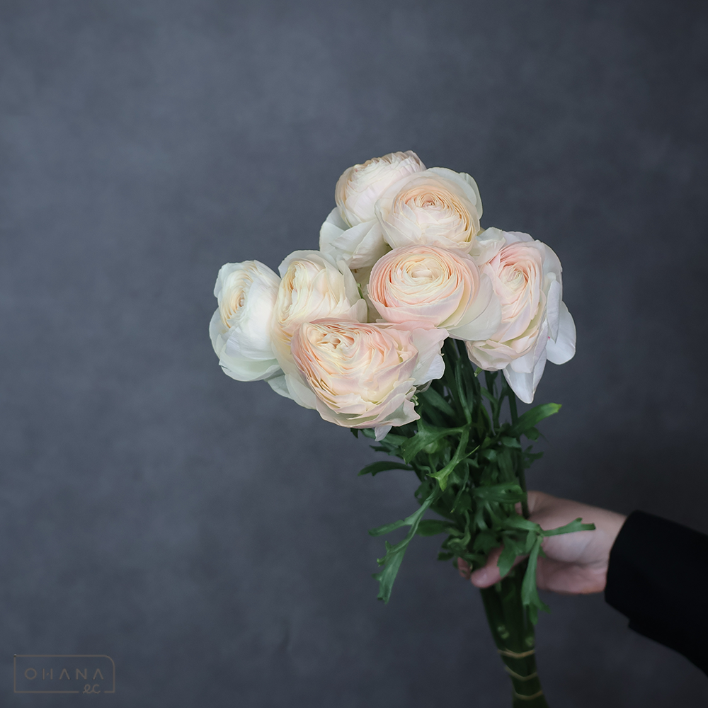 ラナンキュラス　イドラ　優 50cm