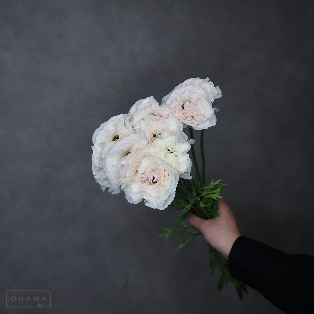 ラナンキュラス　イリス　優 50cm