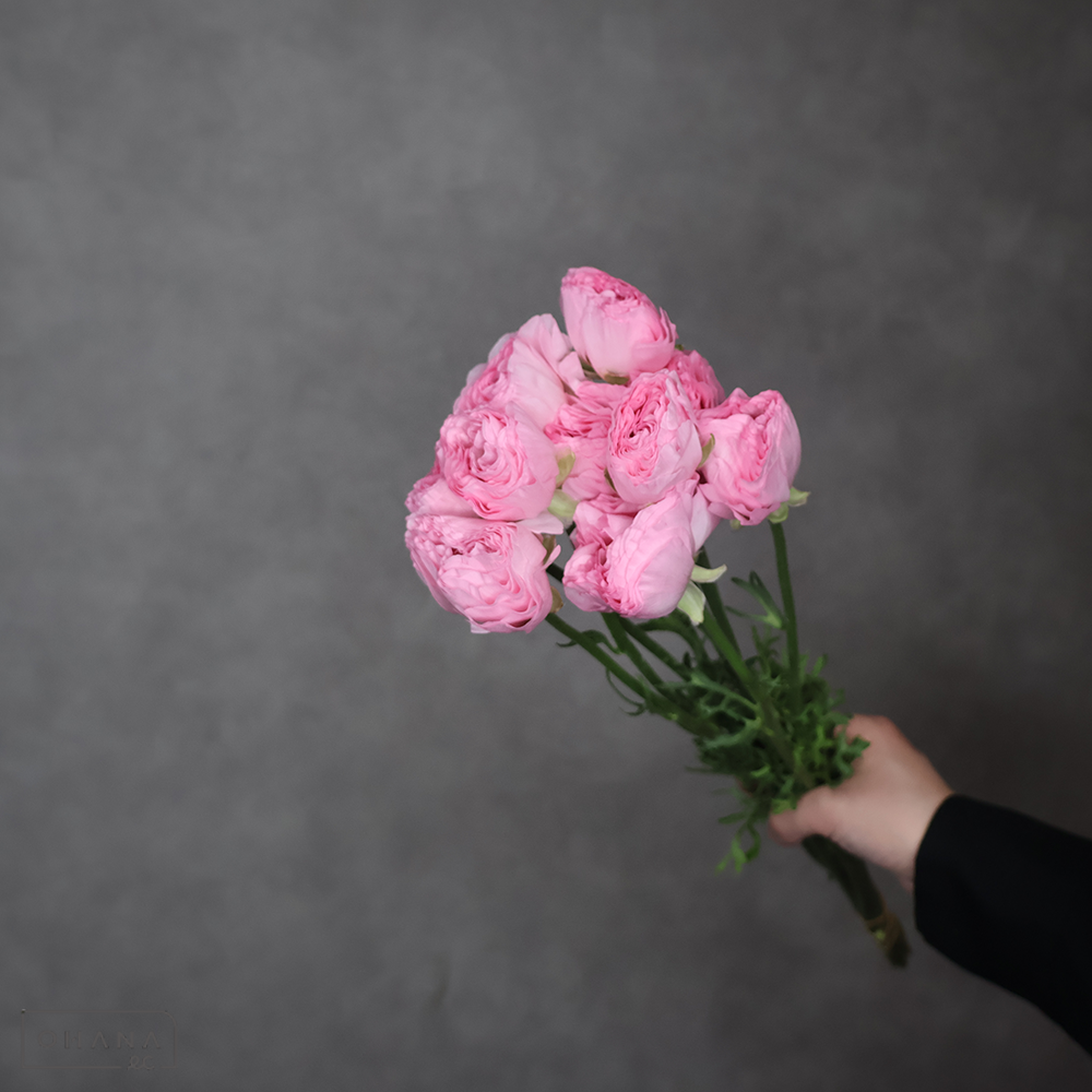 ラナンキュラス　バリエール　優 50cm