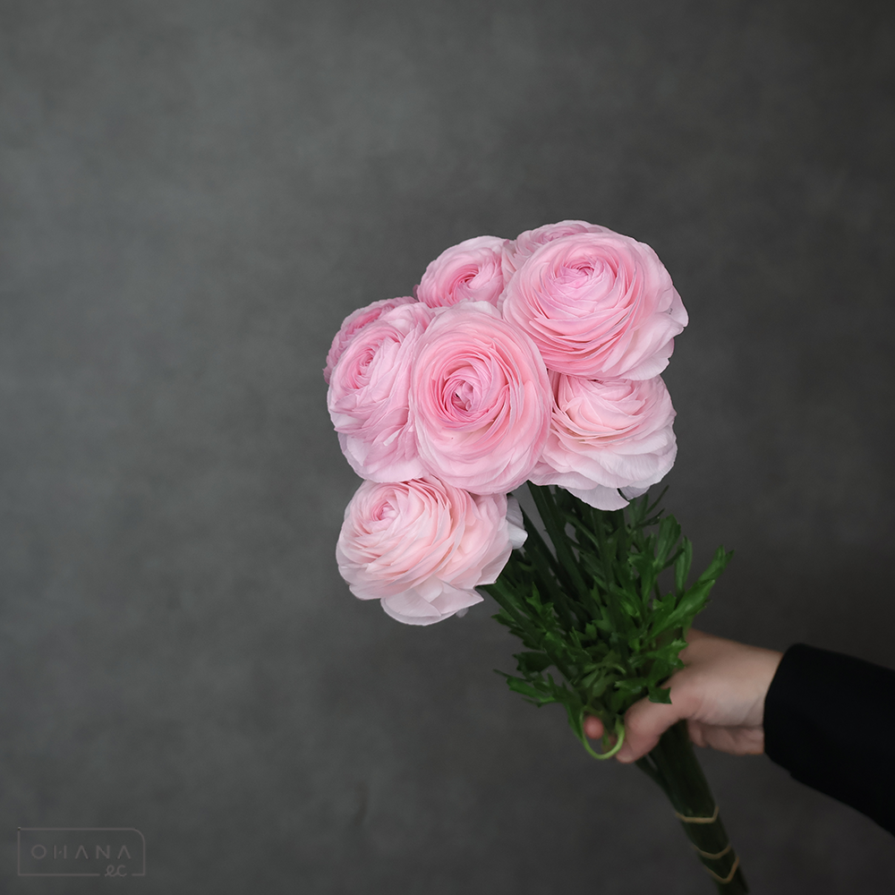 ラナンキュラス　セーヌ　優 50cm