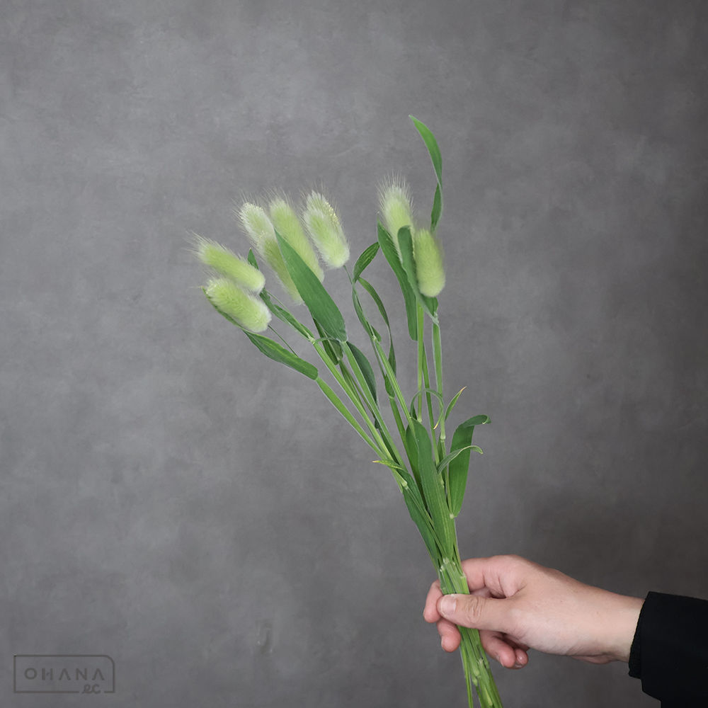 ラグラス バニーテール　秀 40cm ※20本束