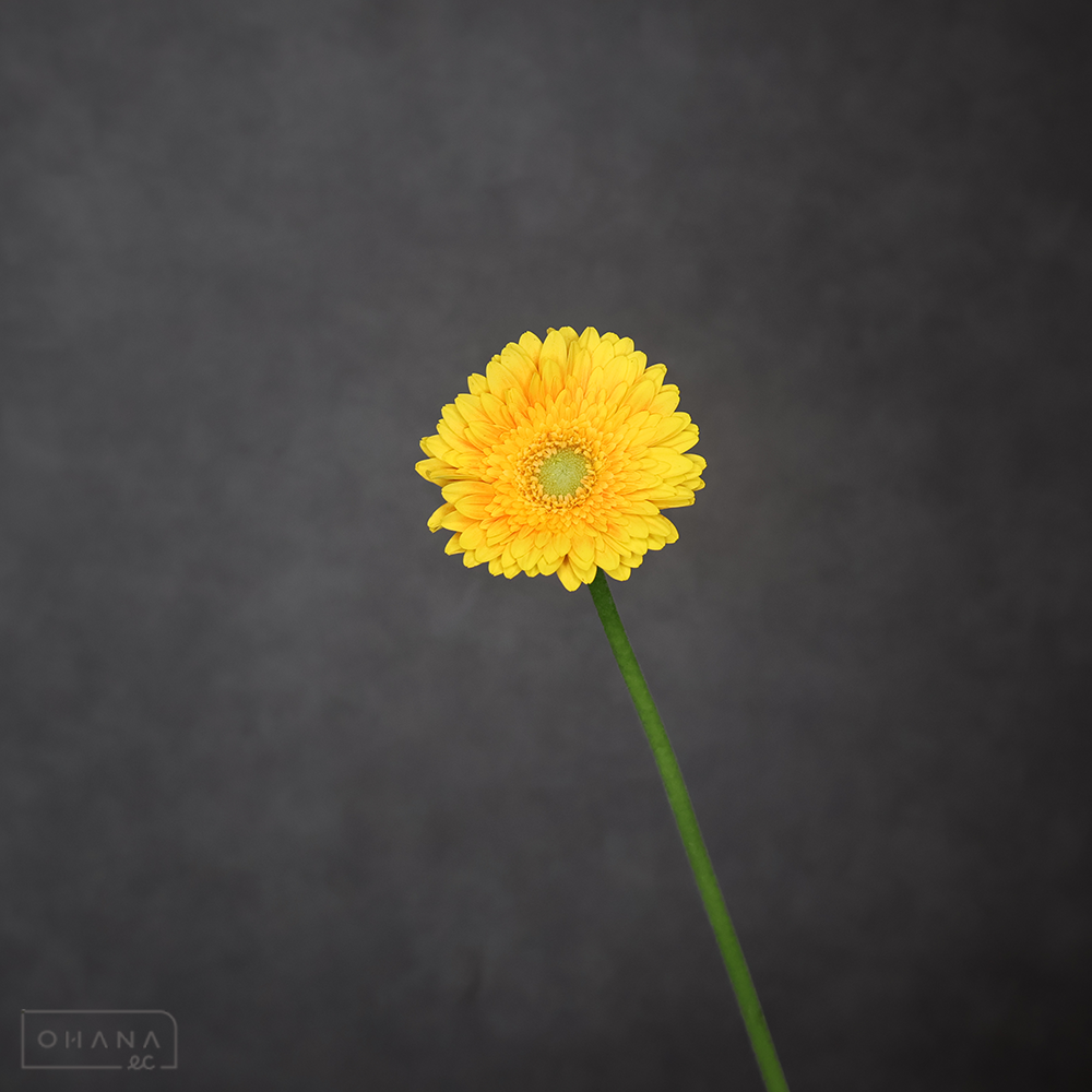 ガーベラ小輪オレンジ　コロナ　秀2L  ※25本束