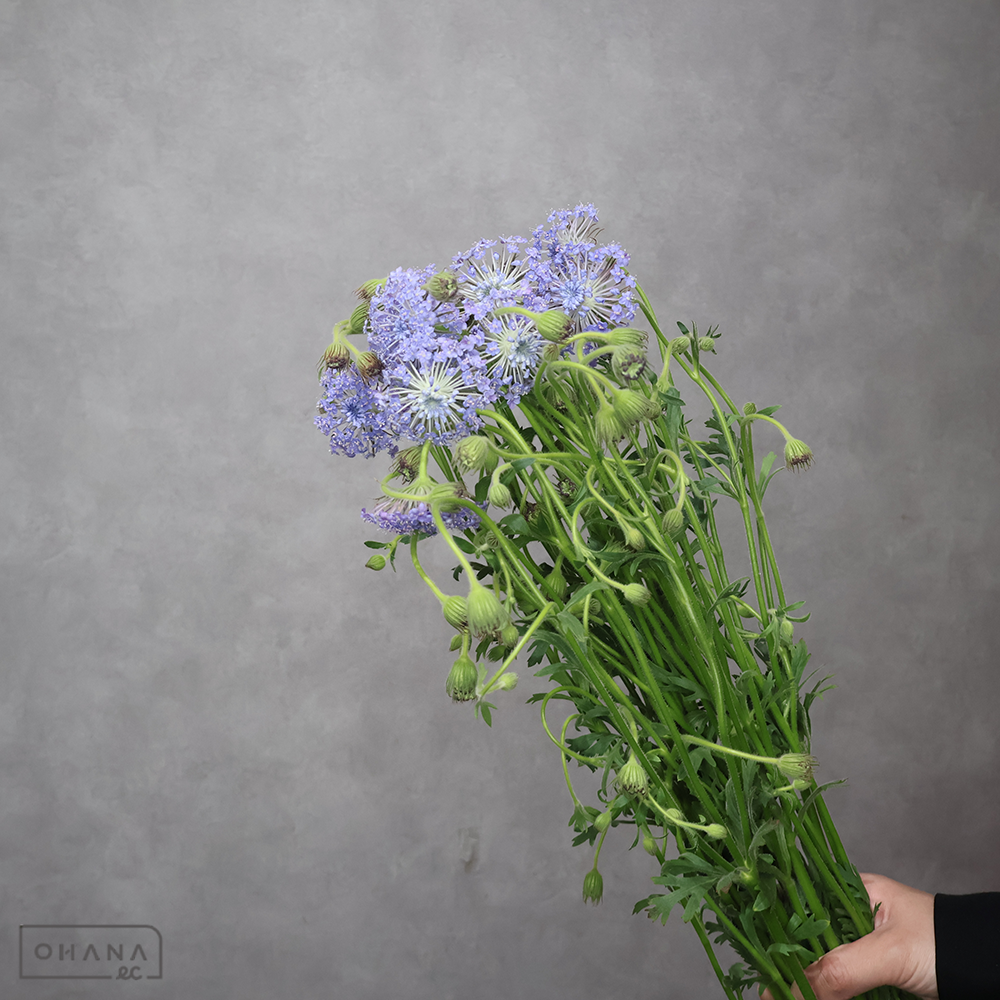 ディディスカス　ブルー　秀 70cm