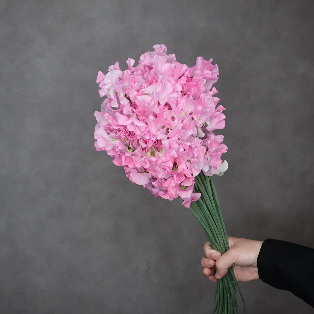 スイトピーピンク　トトロクィーン  ※25本束　L 4輪