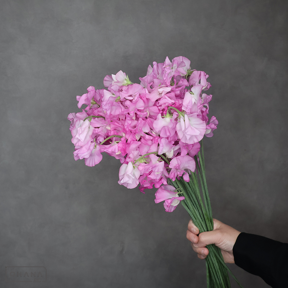 スイトピーピンク　トトロマリリン  ※25本束　L 4輪