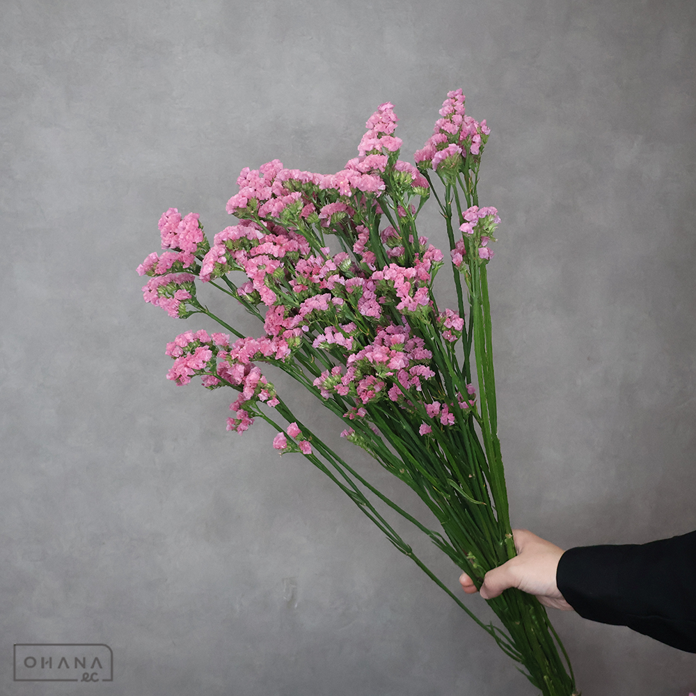 スターチス　キレイオレンジ　2L