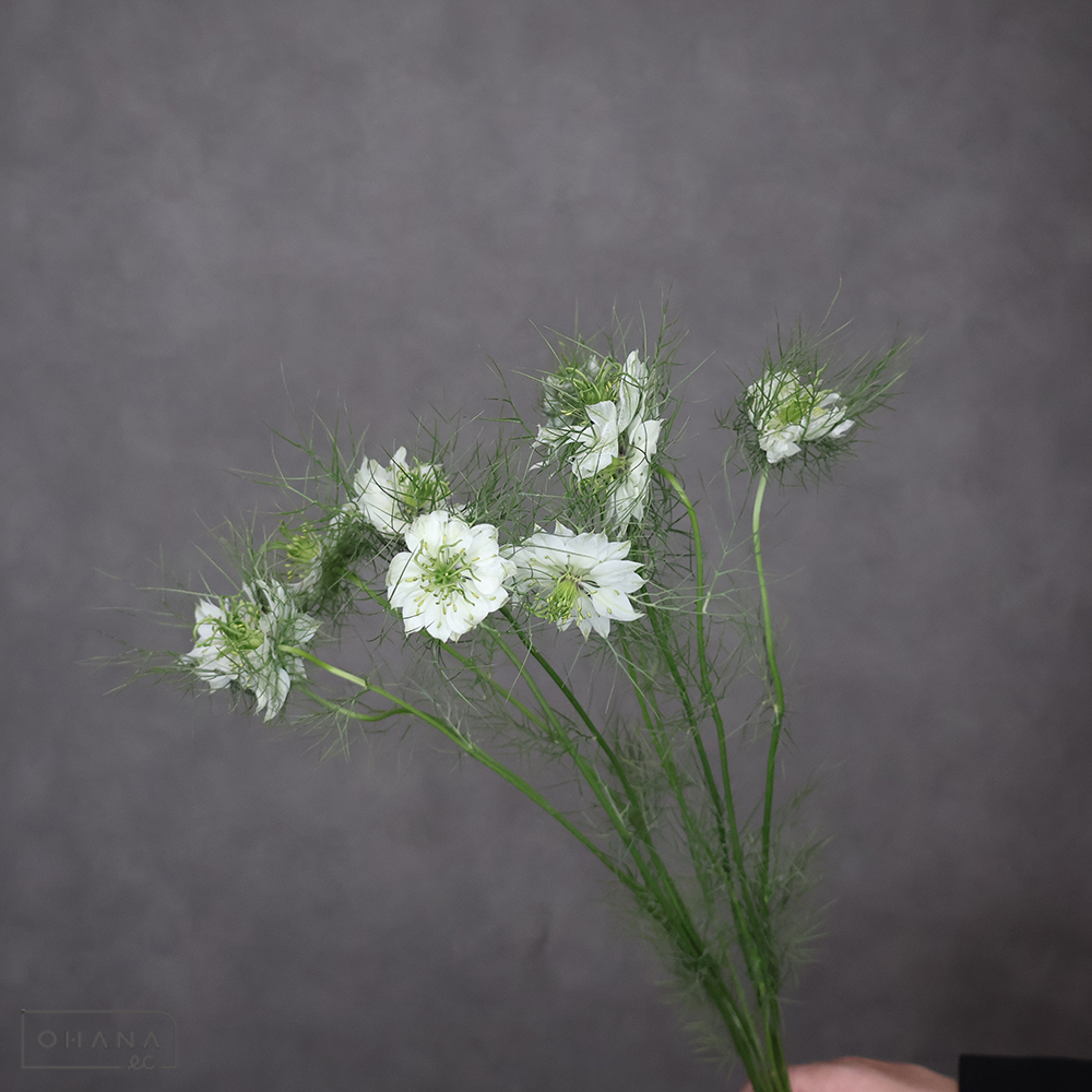 ニゲラ　ホワイト　秀 50cm