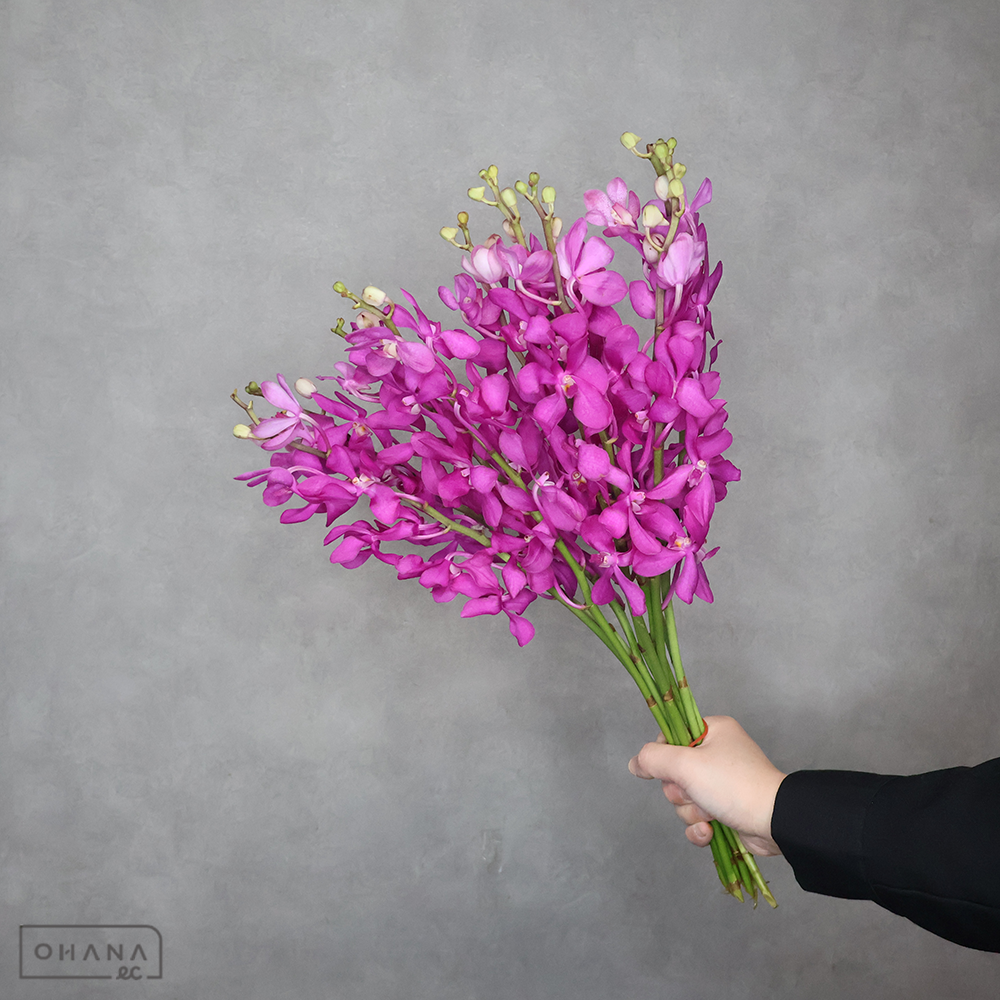 バンダモカラ　カリプソ　L