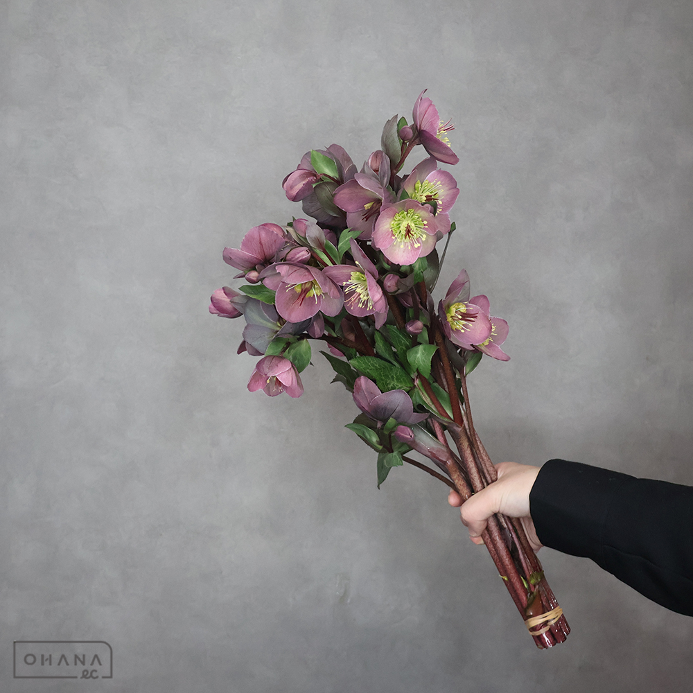 クリスマスローズ　パープリッシュアン　 45cm