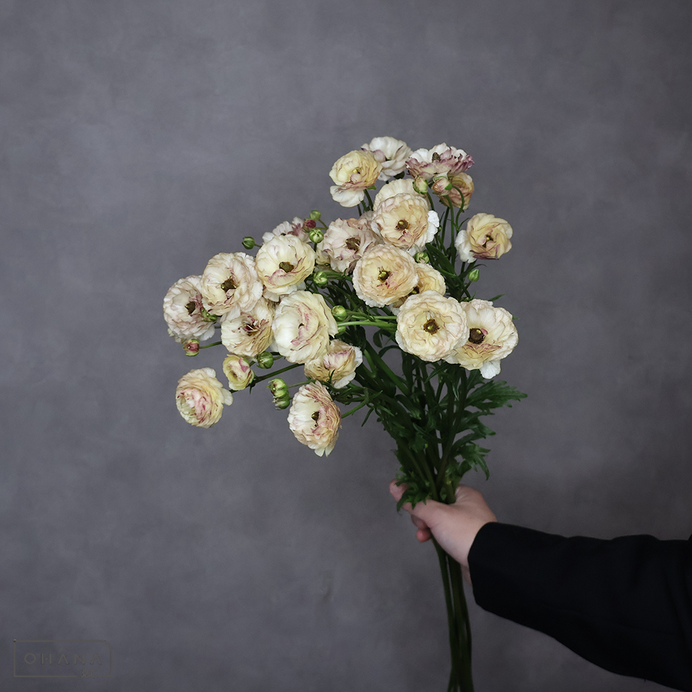 ラナンキュラス　ラックス　アイオリア　秀 60cm