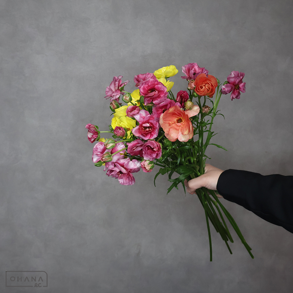 ラナンキュラス　ラックス　ＭＩＸ　秀 50cm 2輪