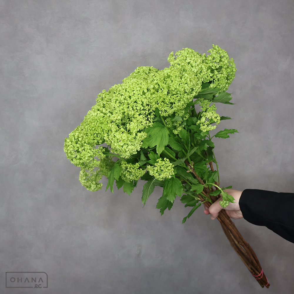 ビバーナム スノーボール　 70cm 2HED