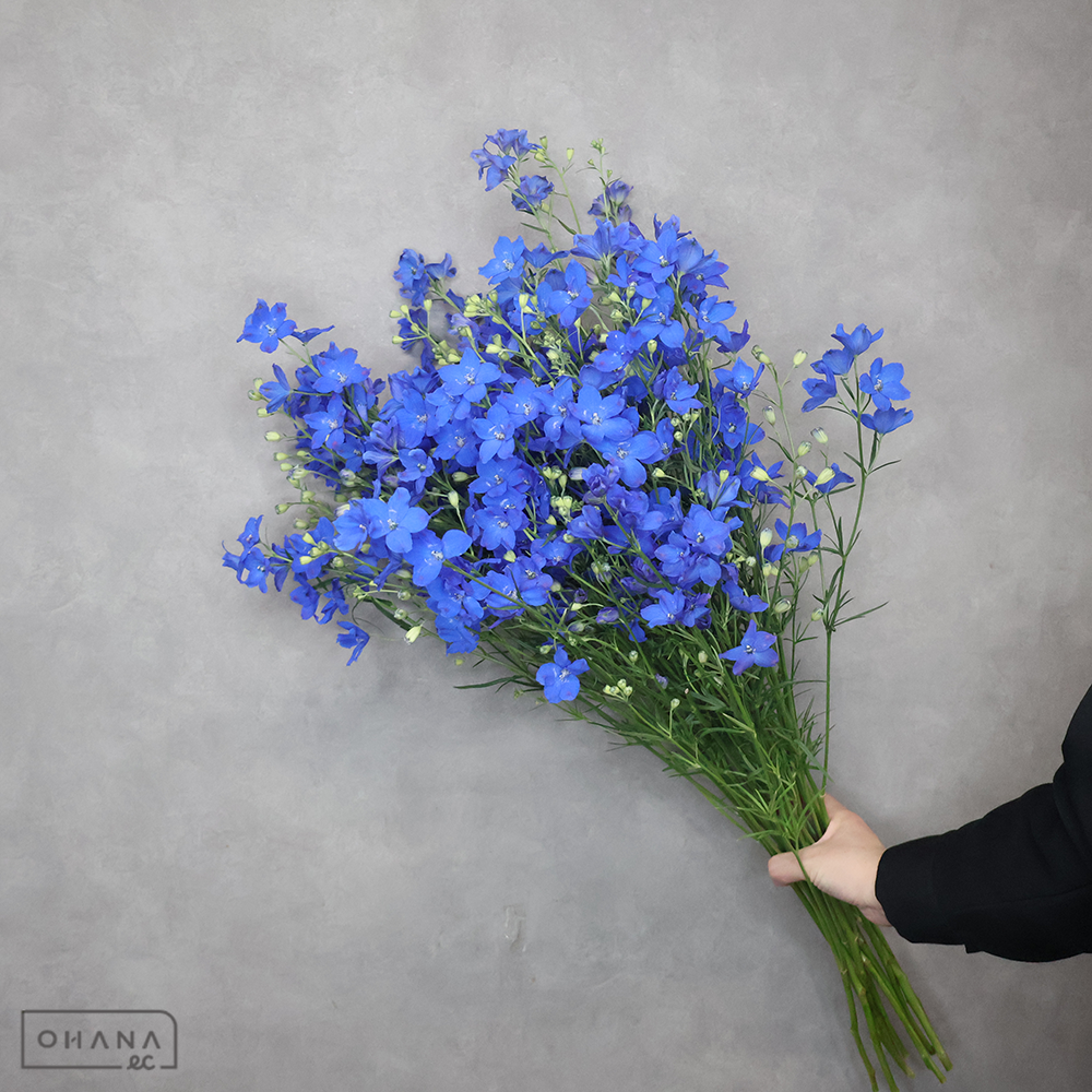 デルフィシネンシス　スーパーグランブルー　秀 70cm ＳＰ