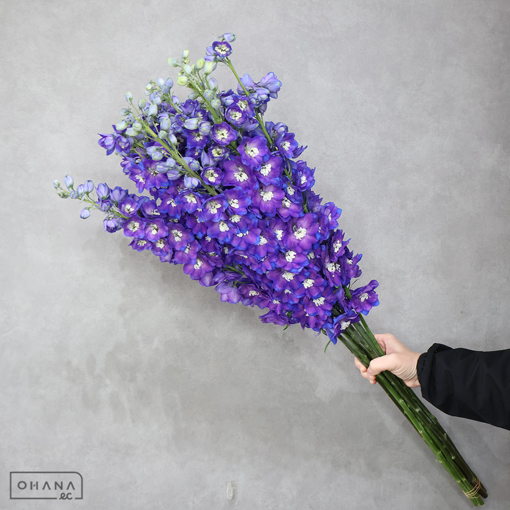 デルフィジャイアント アルタイル　90cm 曲り