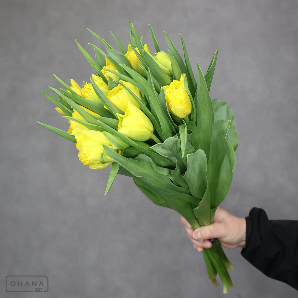 チューリップ八重　黄　リムジン　秀2L