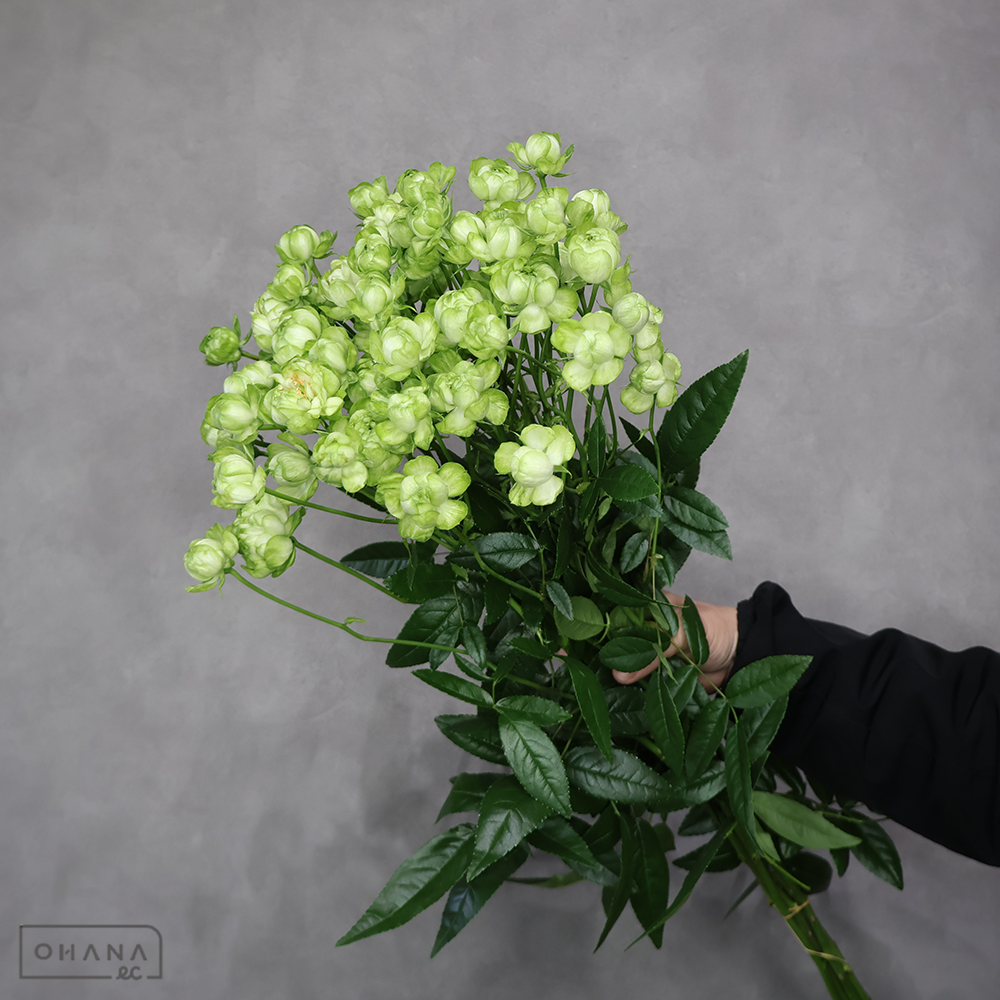 ＳＰバラ緑　エクレール ※7本束　A 70-60