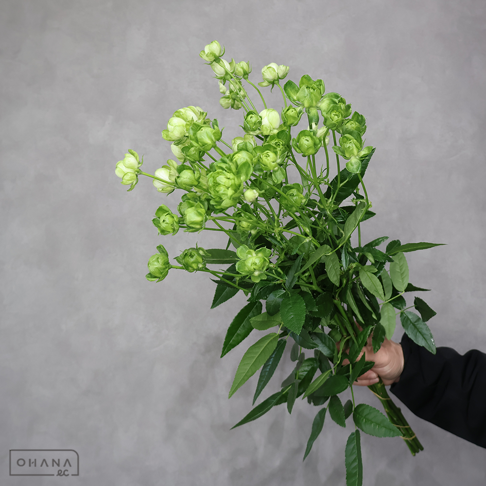 ＳＰバラ緑　エクレール ※5本束　A 70-60