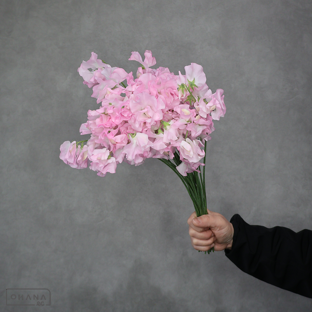 スイトピー　サニーピーチ　L 4輪