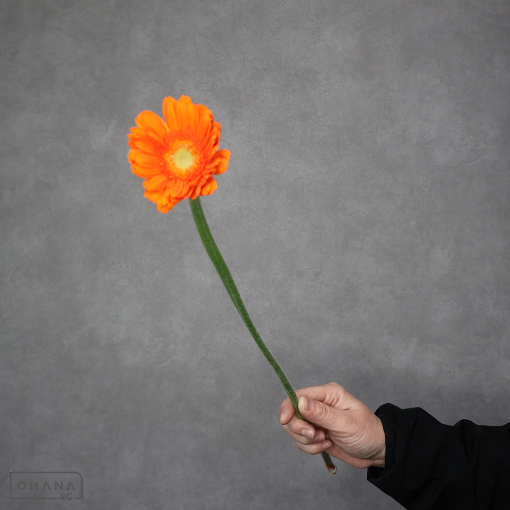 ガーベラ小輪オレンジ　ケンタッキー　M