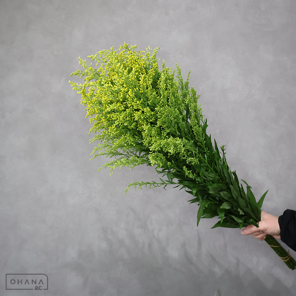 ソリダゴ　タラ　秀2L 70cm