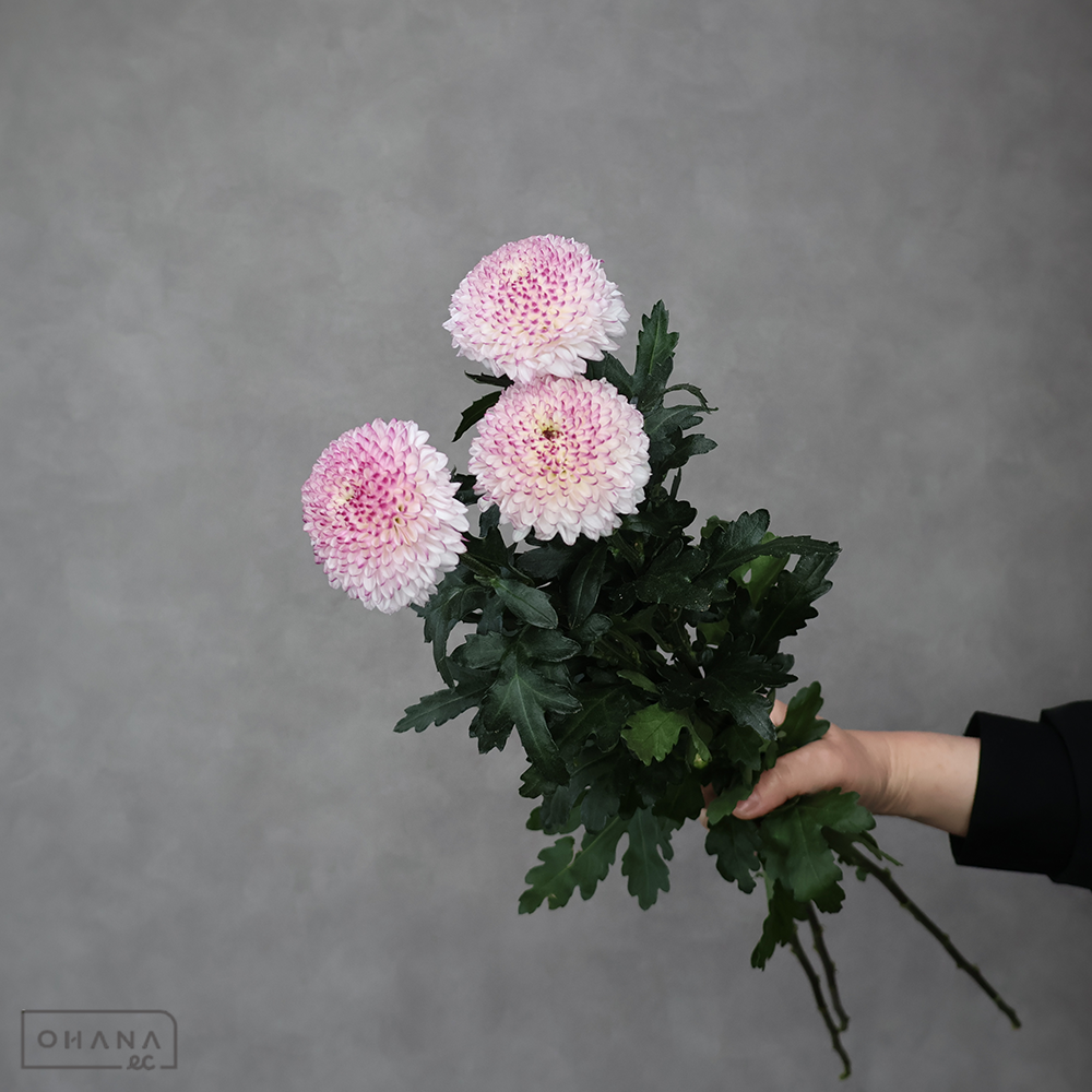 ピンポンマム アビー