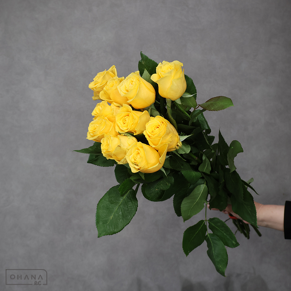 バラ黄　ソラーレ　少々キズあり　 60cm