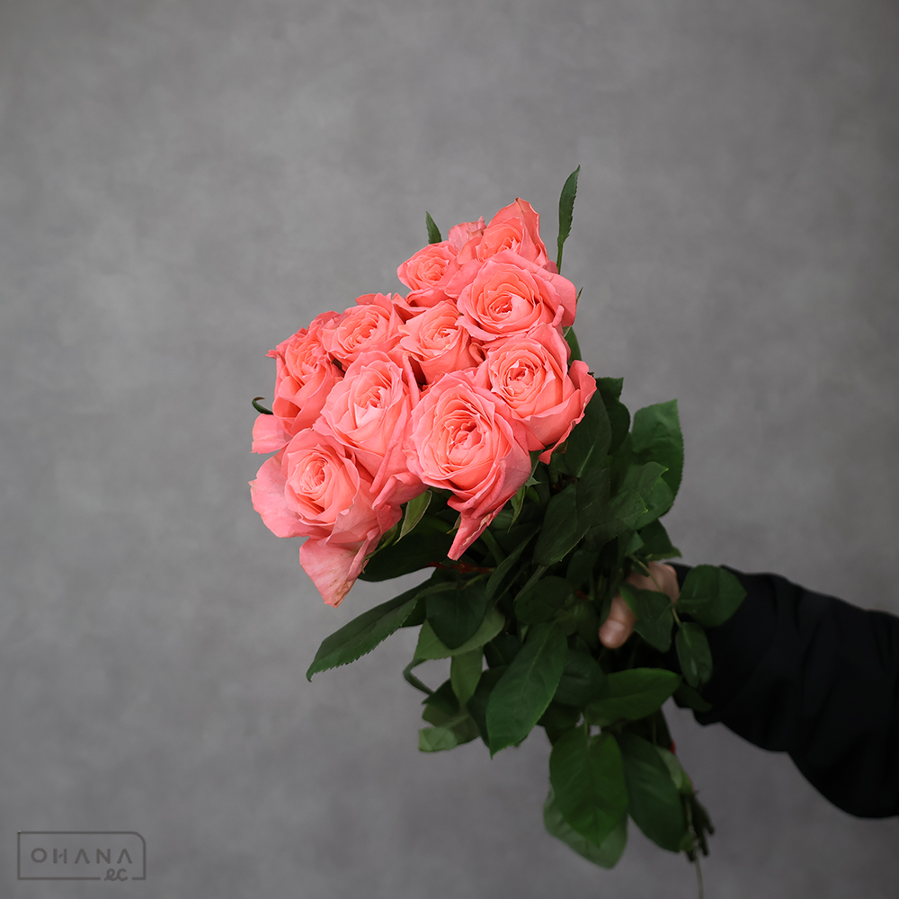 バラピンク　アンナカリナ　 少々キズあり　60cm