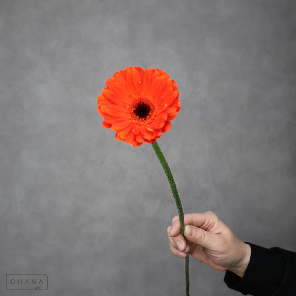 ガーベラ　カントナ　秀 ２Ｌ