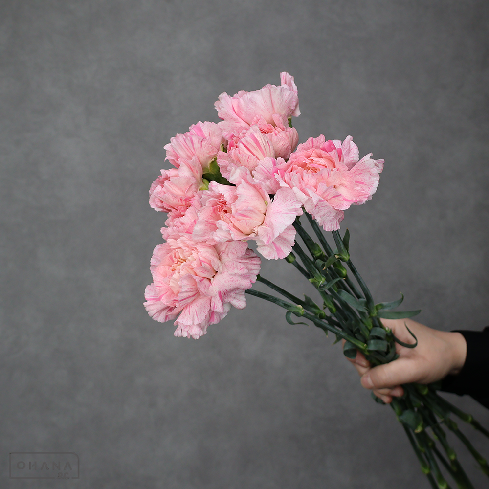 カーネピンク　サクラミナミ　 70cm