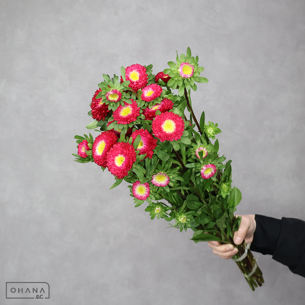 キーワード「その他の切花」での検索結果 | お花の仕入れならOHANAec